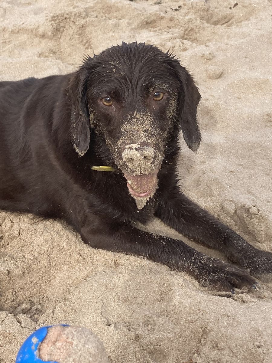 Cora running on a sandy beach