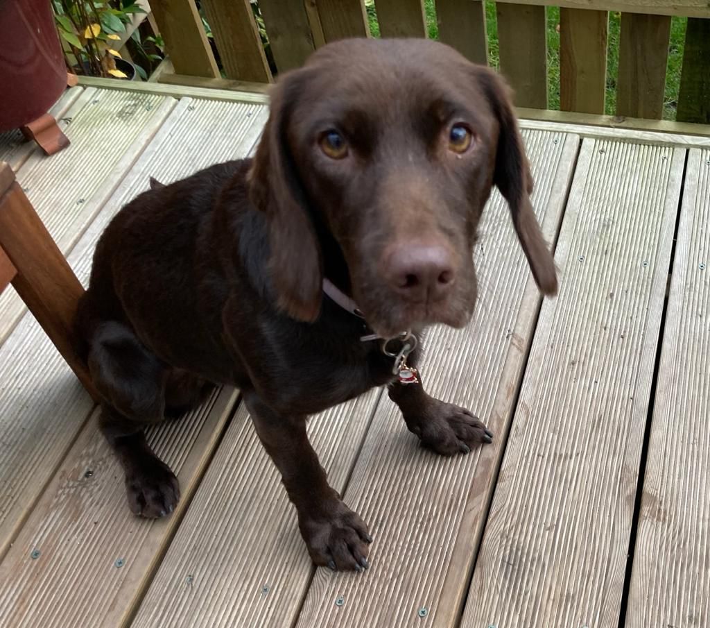 Cora sitting on garden decking