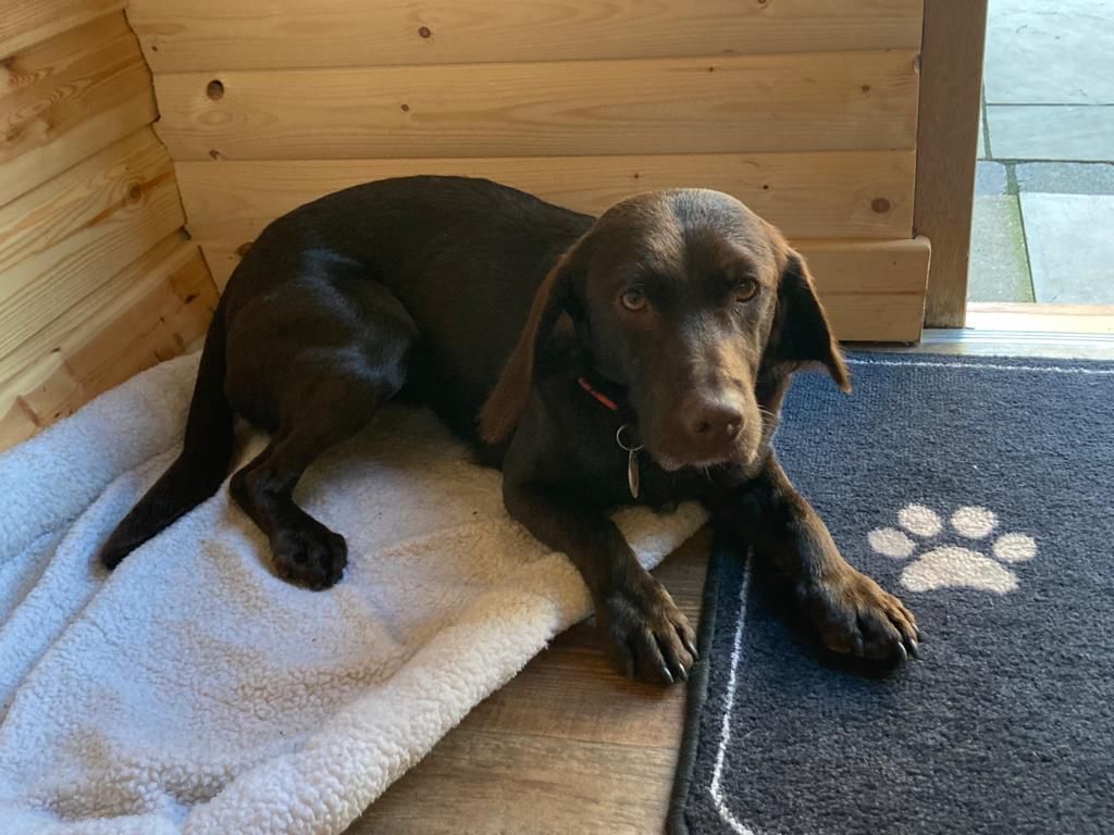 Cora lying beside her kennel in the garden