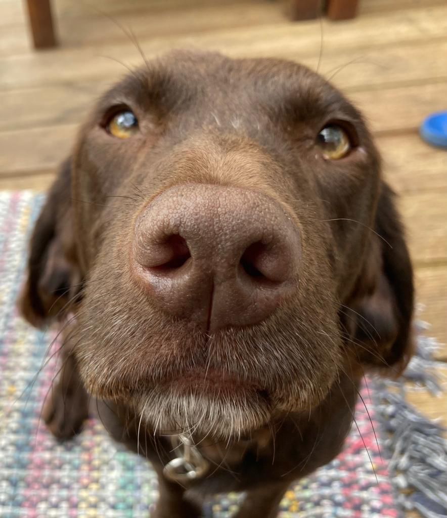 Close-up of Cora's brown nose