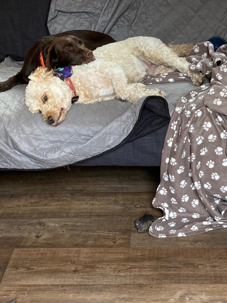Cora on the sofa with her poodle-cross friend